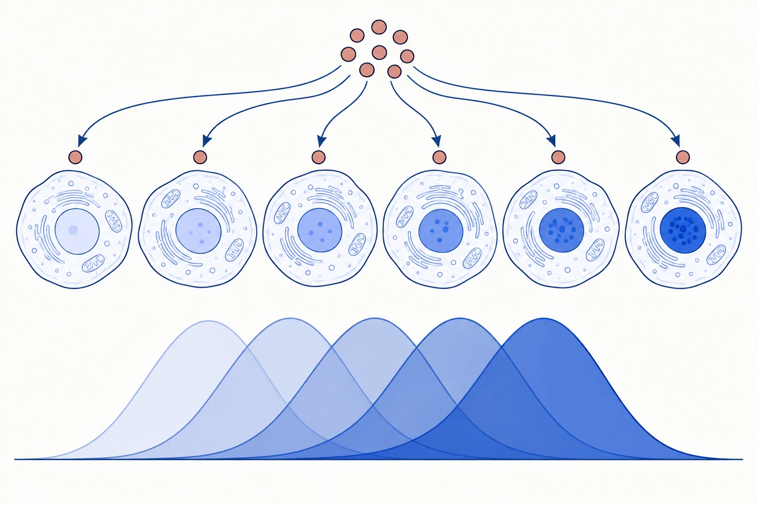 Cells exposed to the same signal show different levels of intracellular activation; response envelopes are schematic.