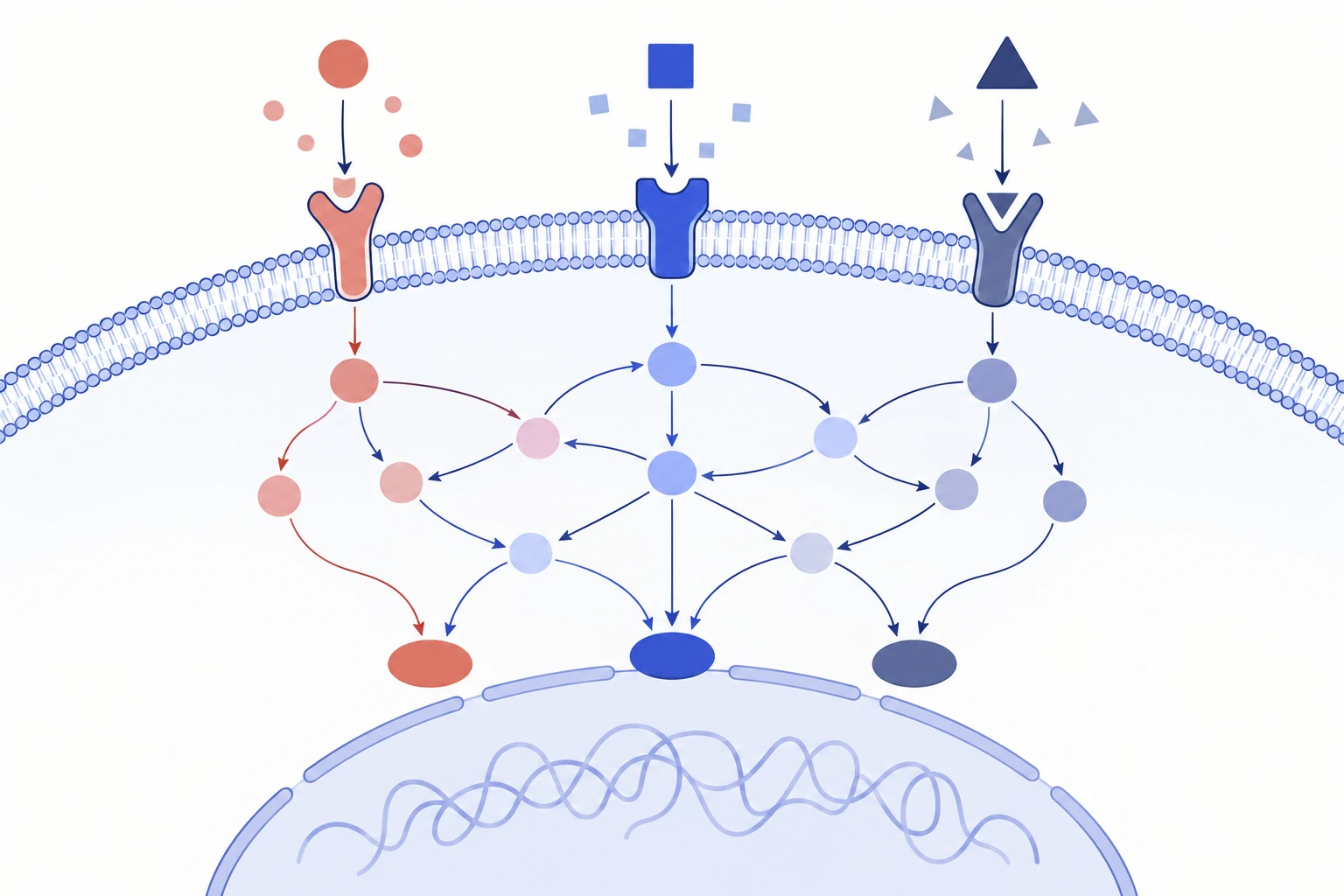 Extracellular signals are received by membrane receptors and passed through an interconnected intracellular network.