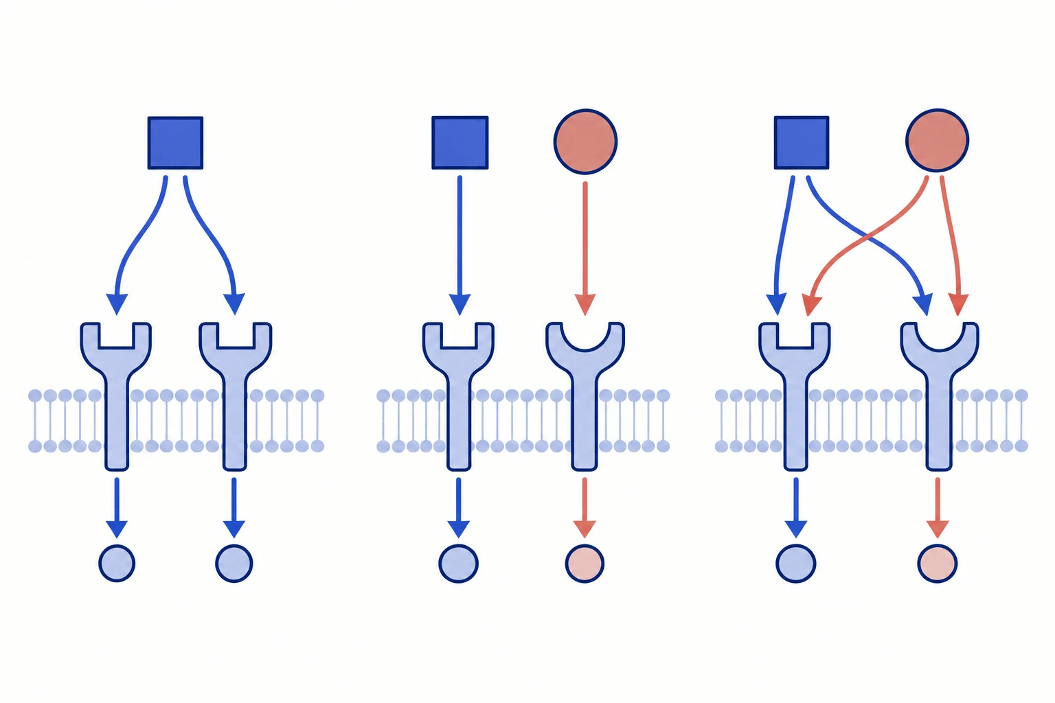 Three conceptual networks compare no divergence, complete divergence and partial divergence of ligand–receptor interactions.