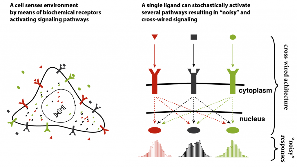 A cell senses signals through receptors, with cross-wired pathways producing variable responses.