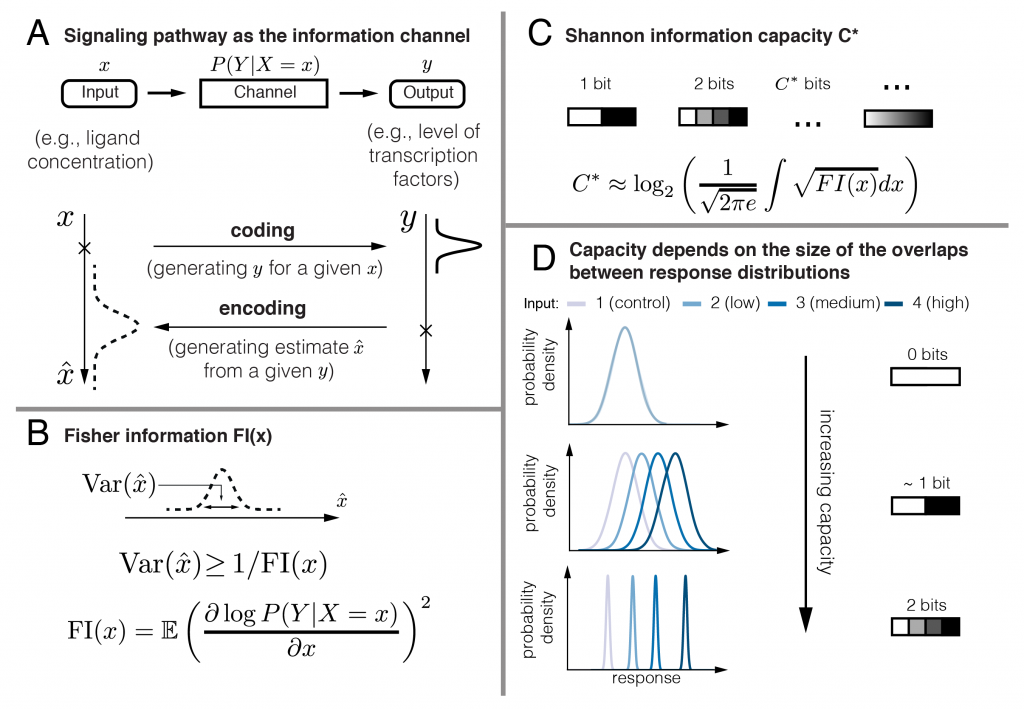 Diagram illustrating signaling as a communication system and information measures.