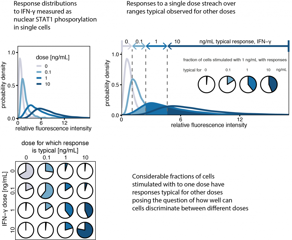 Response distributions illustrating heterogeneity and the discrimination of stimulus levels.